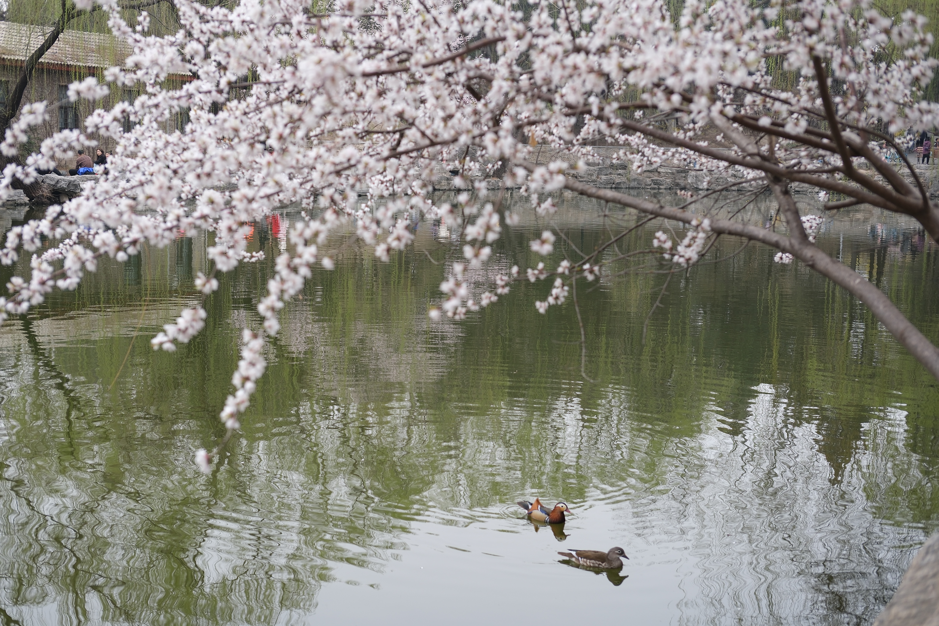 Spring at Tsinghua