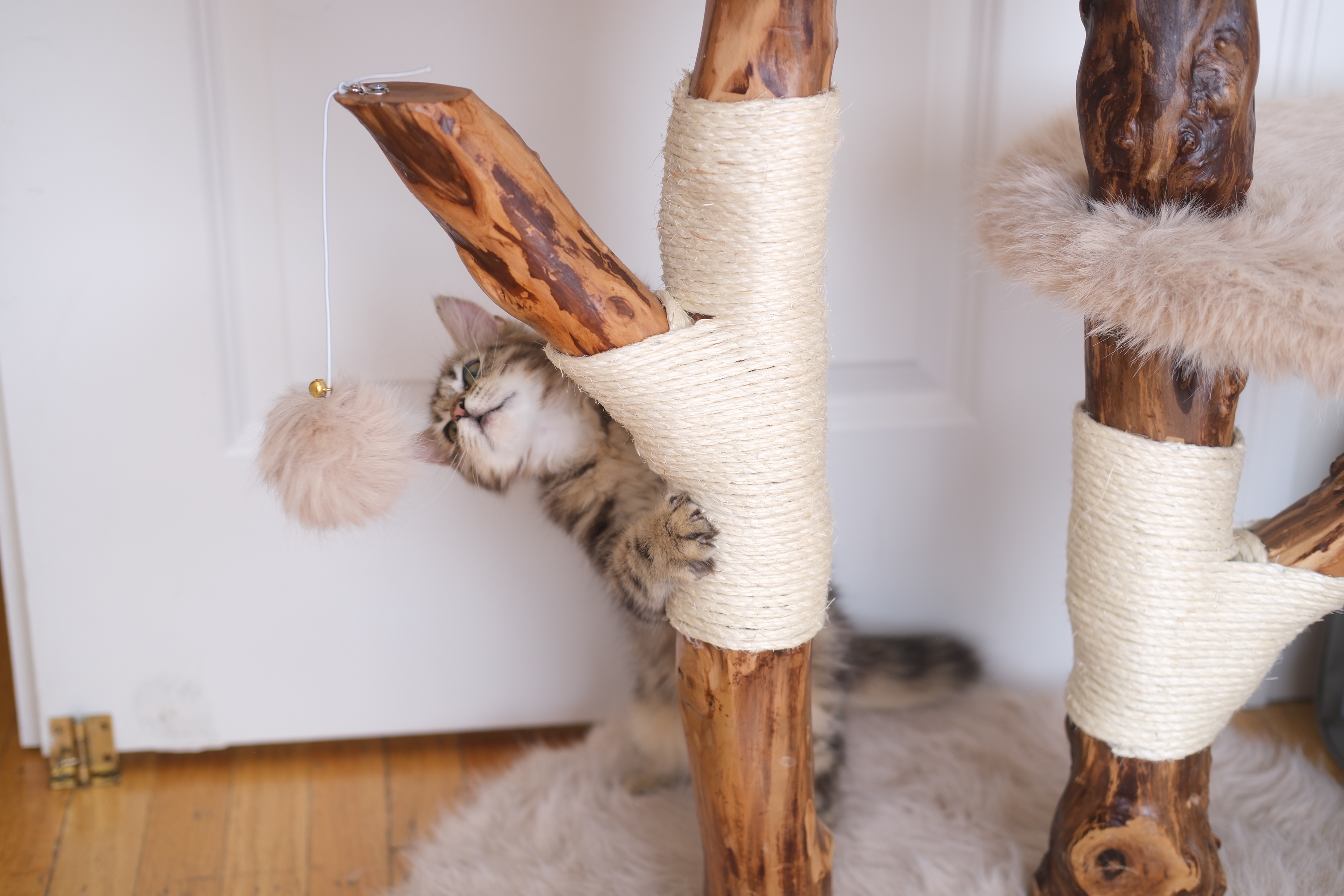 Vivi on a cat tree