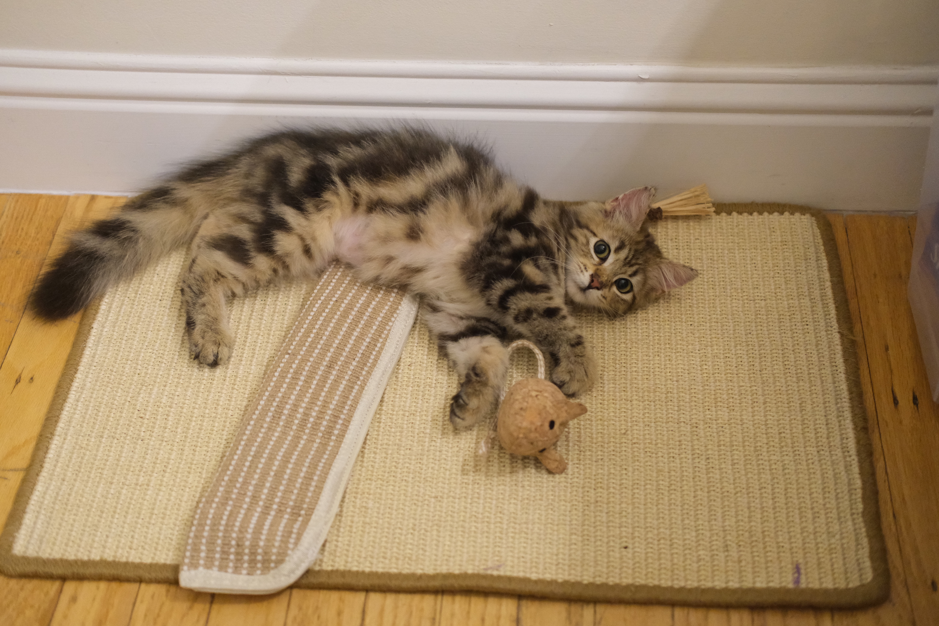 Vivi lying on a mat