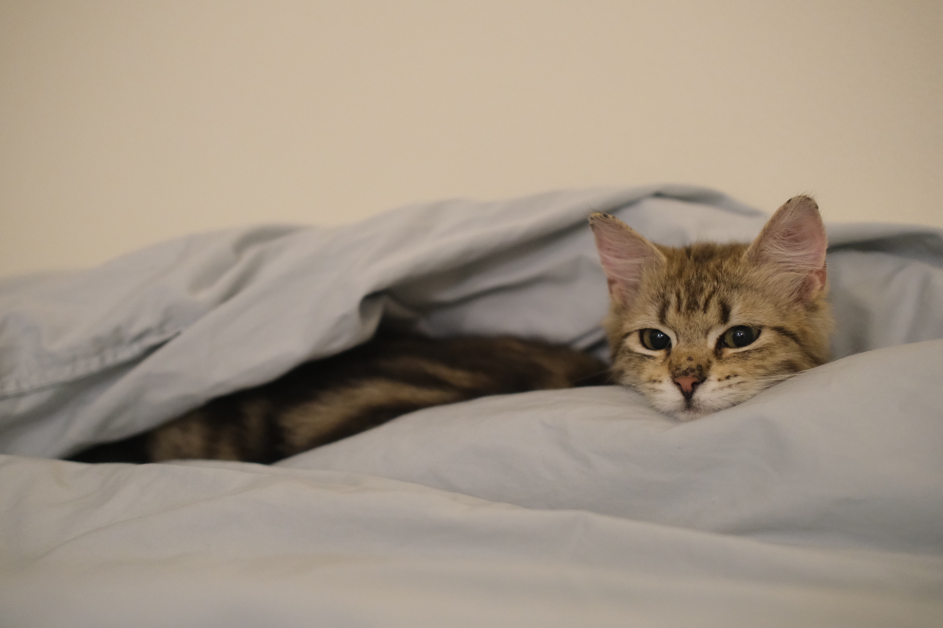 Vivi under a blanket
